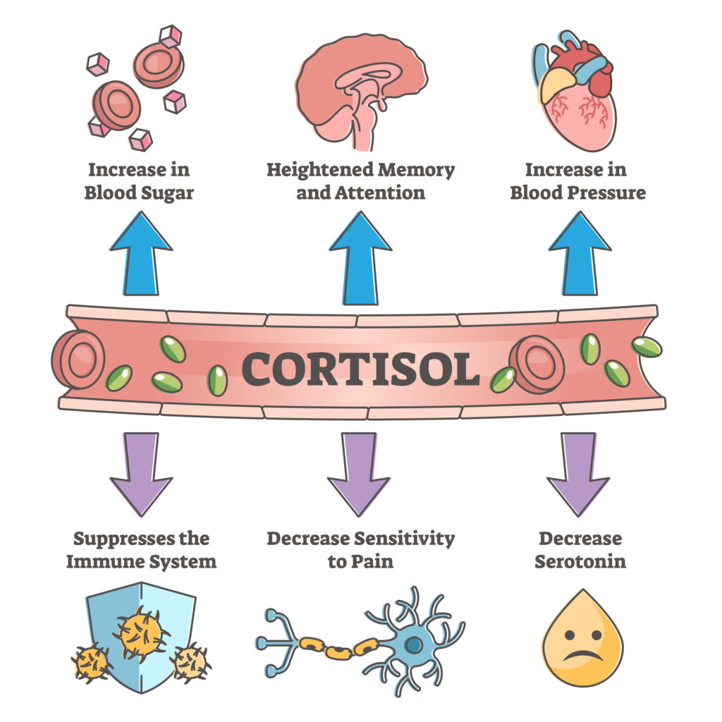 Cortisol response